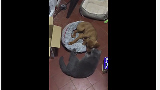 Cat wins bed back from playful puppy