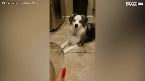 Cães sabem o truque de esmagar o focinho contra copos