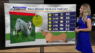 Dog Walking Forecast Teal