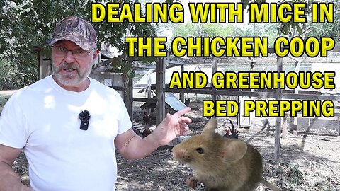 Dealing With Mice In The Chicken Coop And Prepping Greenhouse Beds