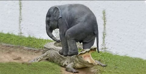 Mom Elephant & Amazing elephant Save baby elephant from a huge Crocodile.