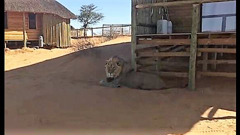 Tourists unexpectedly find massive lion in front of room