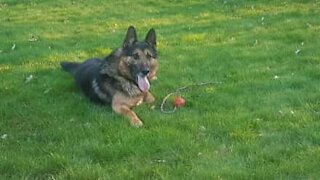 Hapless dog gets head caught in watering can