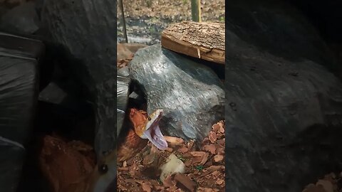 Big Yawn From a Corn Snake at Bays Mountain Park Herpetarium #shorts