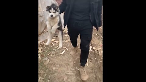 Husky puppy is angry because he is being carried by hooman! 😍😊 #shorts