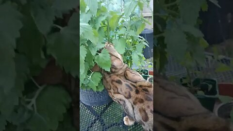 Bedford discovers new catnip plant 😹🐆