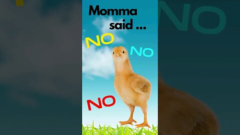 Watch Mother Hen "SCHOOL" her chicks and says NO #shorts