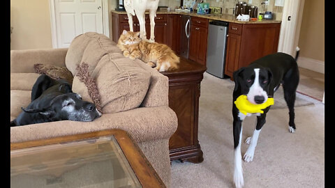 Great Dane Prefers Squeaking Piggy Toy To Pestering The Cat