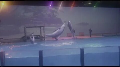 Dolphins show @ Boudewijn Seapark Brugge Dolphin show - supercool! Dolfinarium. Dolfijnen.