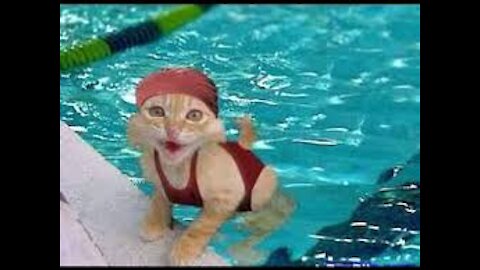 Funny Cats in Water Video Compilation