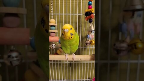 Strange Animal! 🧐 #budgies #shorts #youtubeshorts #parrots