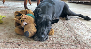 Great Dane's new best friend is her Scooby Doo toy