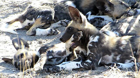 Fun-loving wild dog kills his boredom by chewing his brother's leg