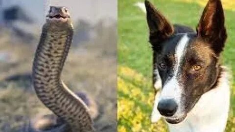 five angry dogs attacked a big snake