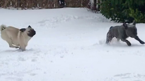 These Dogs Reveled In Their First Snow Experience
