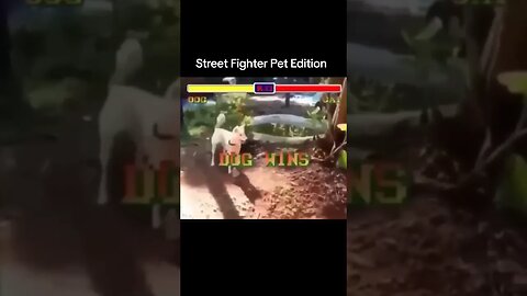 Street Fighter Pet Edition