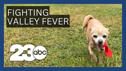 Valley Fever vaccine for dogs could lead to future human vaccine