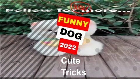 🤣Funny Dogs Cute Tricks 2022 Video Clips #shorts