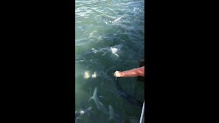 Feeding fish off the docks of the Florida Keys