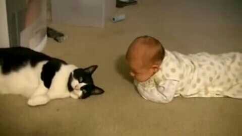 Cats Meeting Babies for the FIRST Time [NEW] Compilation!