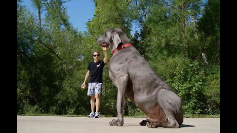 Guard dog nation wow 10.6 inche long Big dog 🐕🐕