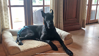 Happy Great Dane Relaxes Waiting for Dinner to be Served