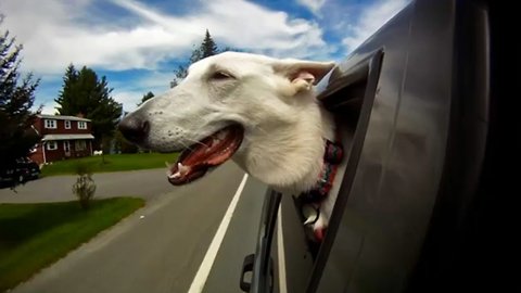 Dogs in Cars