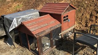 Guinea fowl keets, baby chicks and one duck set up.