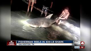 Fisherman reels in 400-pound Bull Shark