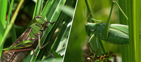 Insect Fact.. bush crickets & Katydid.