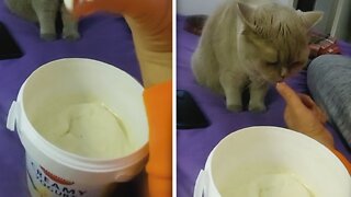 Daffy cat can't get enough of vanilla yogurt