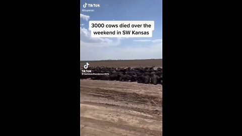 3000 cattle dead