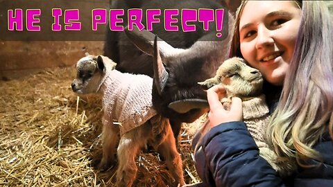 First 24 Hours With Our First Baby Goat!