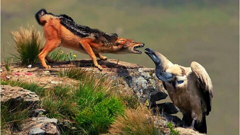 jackal attacking a vulture | amazing death battle