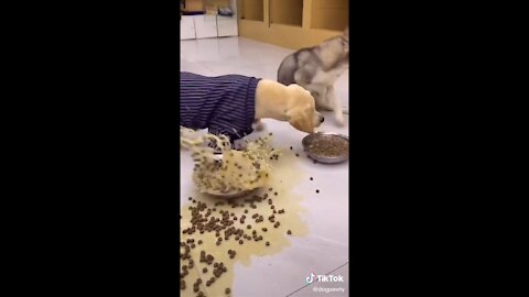 🐶🐶 because you want more👍🙌😍😅The best video about animals! funny animal
