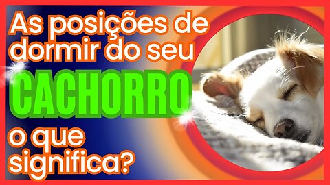 As posições de dormir do seu cachorro o que significa?