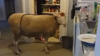 Un mouton surpris à voler de la nourriture