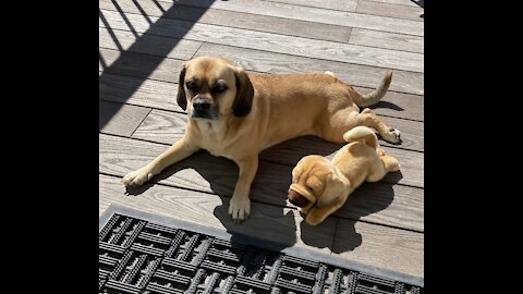 Puggle and her stuffie puppy