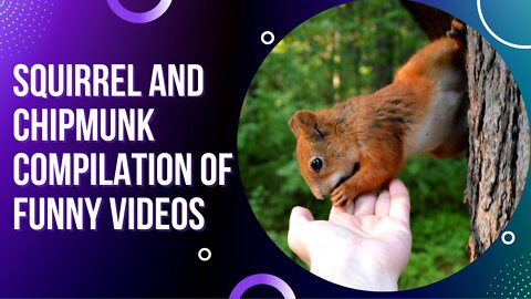 Squirrel and Chipmunk Compilation of Funny Videos