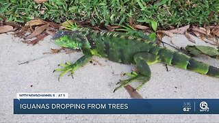 Falling iguanas