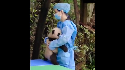 Baby panda is hurt after falling ask for a hug from nanny