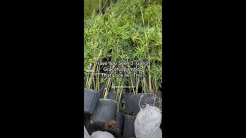 Graceful Bamboo Installation Service - Florida 407-777-4807 Ocoee Bamboo Farm