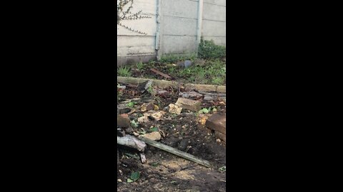 Feeding a peanut to squirrel