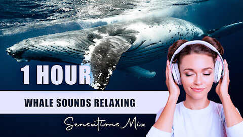 🌊 💙 Beautiful Sounds of Dolphins & Whales | Meditative Nature Sounds for Harmony & Deep Sleep