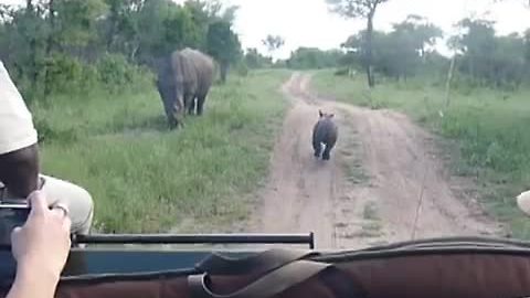 Brave Baby Rhino Adorably Tries To Scare Off Safari Vehicle