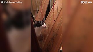 Gato “toca” harpa com a língua