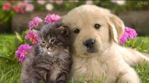 I love cat and dog