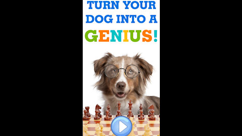 Turn Your Dog Into A Genius!