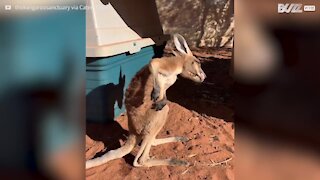 Canguru bebé sente enorme prazer a coçar as costas