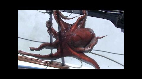 Octopus on board our boat